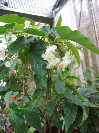 B. ‘Féérie’